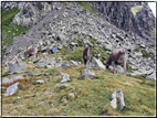 foto Forcella di Val Moena